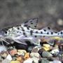 freshwater fish - pimelodus pictus - pictus cat stocking in 55 gallons tank - catfish