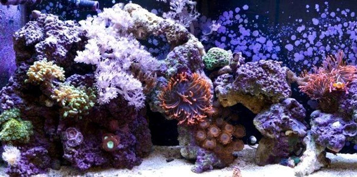 55 gallons reef tank (mostly live coral and fish) - My 55 gallon reef tank a few months ago.