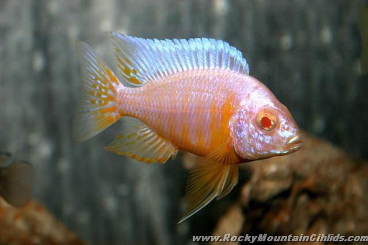 freshwater fish - aulonocara sp. - strawberry peacock cichlid stocking in 500 gallons tank - my favorite