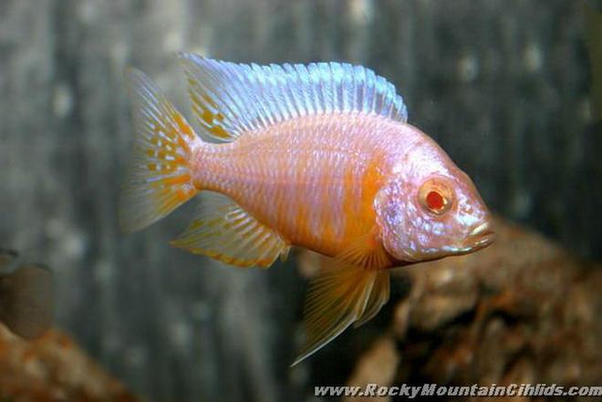 freshwater fish - aulonocara sp. - strawberry peacock cichlid stocking in 500 gallons tank - my favorite