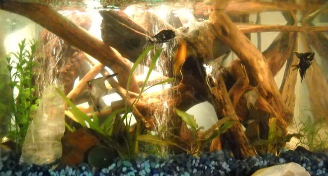 10 gallons planted tank (mostly live plants and fish) - My drift wood tank