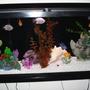 55 gallons freshwater fish tank (mostly fish and non-living decorations) - My 55 Gallon Tank. Any suggestions are welcome to make my tank look prettier :)
