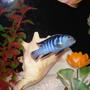 freshwater fish - pseudotropheus elongatus - elongate mbuna stocking in 55 gallons tank - "Shadow" My Blue Elongatus Zebra