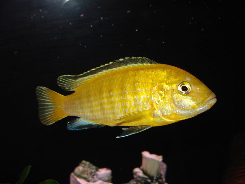 Rated #219: Freshwater Fish - Labidochromis Caeruleus - Electric Yellow Cichlid Stocking In 55 Gallons Tank - "Sunshine" My Yellow Lab.