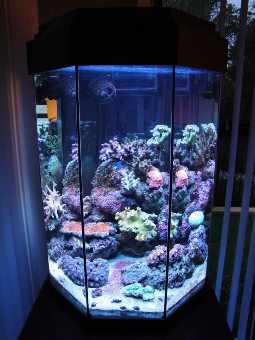 26 gallons reef tank (mostly live coral and fish) - My 110L Octagonal Reef Tank Front