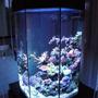 fish tank picture - My 110L Octagonal Reef Tank side