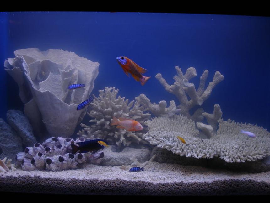 Rated #95: 90 Gallons Freshwater Fish Tank - Whuddya think?