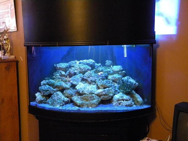 54 gallons reef tank (mostly live coral and fish) - 54 gallon corner reef tank