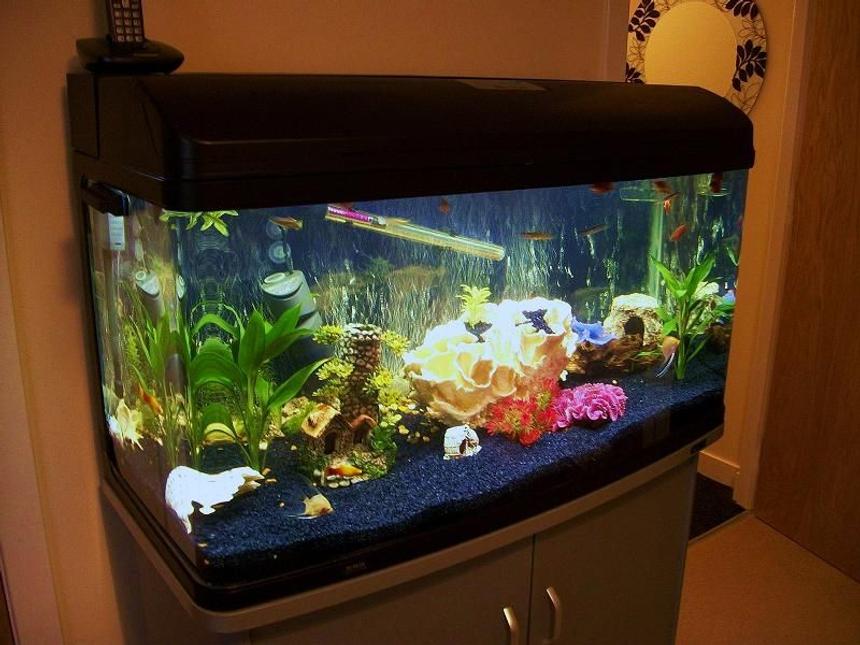 Rated #1314: 50 Gallons Freshwater Fish Tank - 215 litre community tank with artificial coral,plants and real rock :)