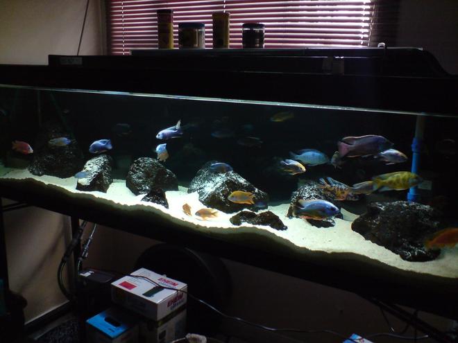 100 gallons freshwater fish tank (mostly fish and non-living decorations) - My Malawi Haps / Peacocks All-Male Show Tank