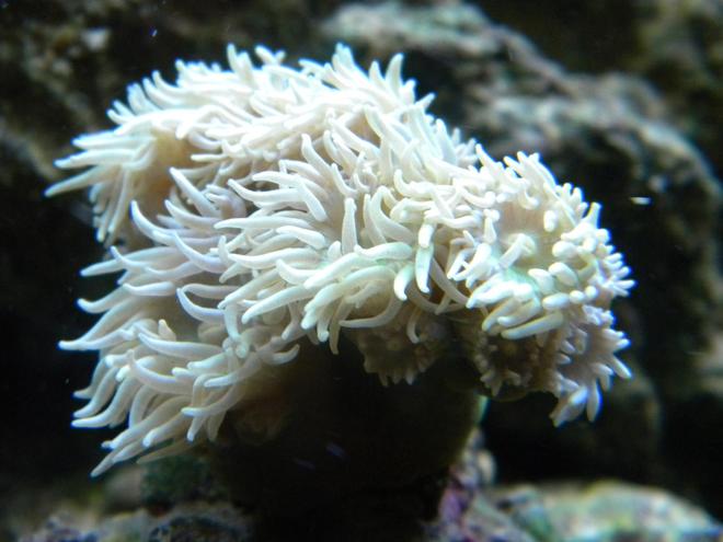 corals inverts - duncanopsammia axifuga - giant green polyp duncan stocking in 54 gallons tank - duncan coral