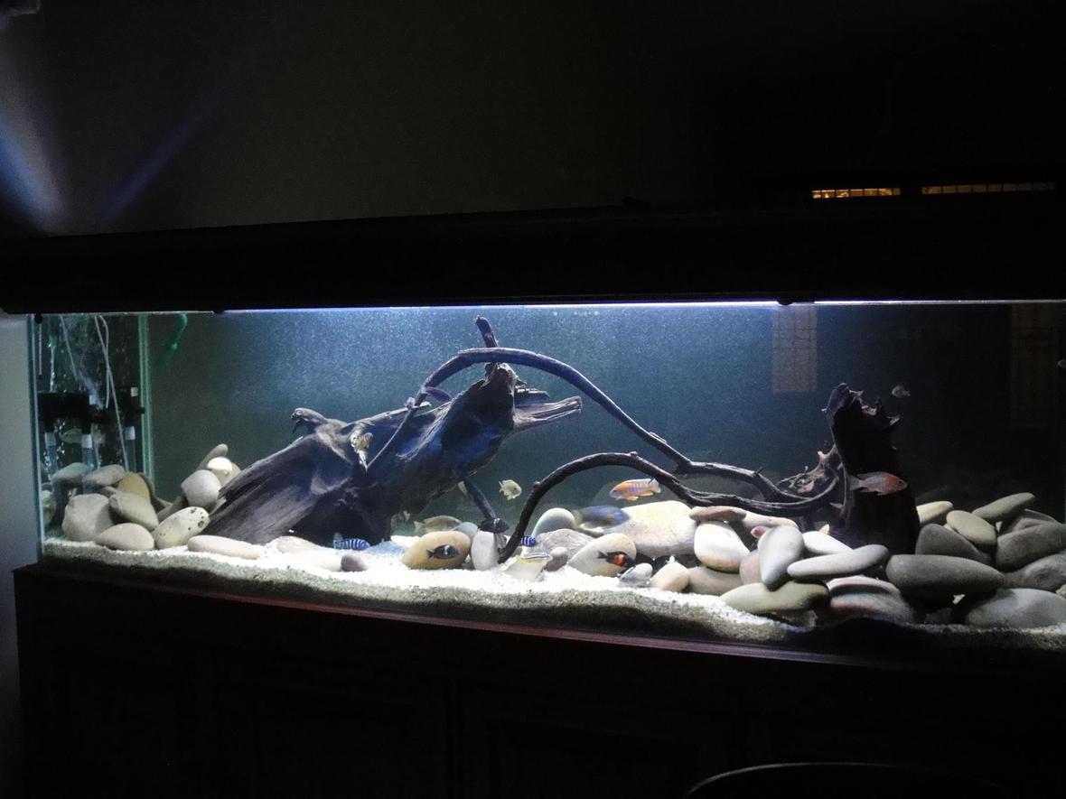 fish tank picture - ..