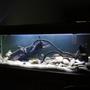 fish tank picture - ..