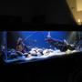 fish tank picture - ....