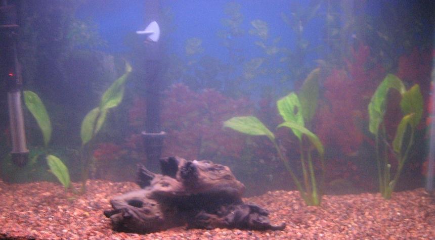 Rated #2191: 29 Gallons Planted Tank - I have a 29 gallon aquarium and I am waiting for my plants to acclimate. The tanks temperature is about 76° F. Then I plan to add more plants, an “Amazon Themed” tank. I plan to plant more types of Amazon Swords and tall, thin grass like plants. Then I plan to place different types of Angelfish in the tank. My hopes are to get a breeding pair of angelfish and actually breed them in the tank. Please send me suggestions on my tank and any thoughts.