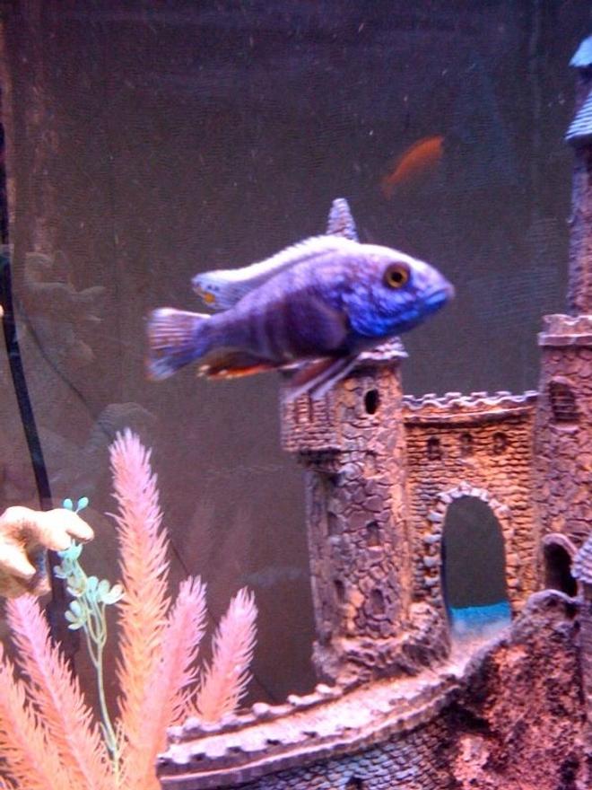 freshwater fish - aulonocara hansbaenschi - red peacock cichlid stocking in 55 gallons tank - african cichlid