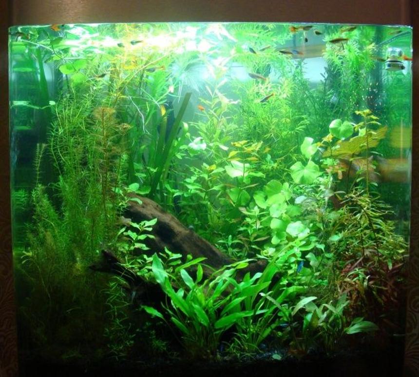 Rated #23: 40 Gallons Planted Tank - Fluval Osaka