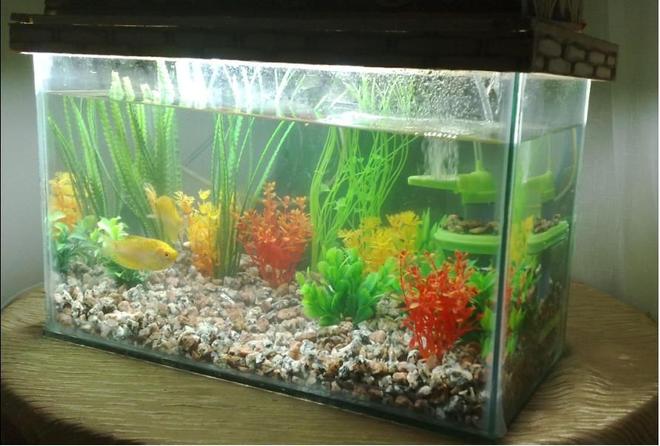 6 gallons freshwater fish tank (mostly fish and non-living decorations) - 2 gourami fish
6.48 gallons