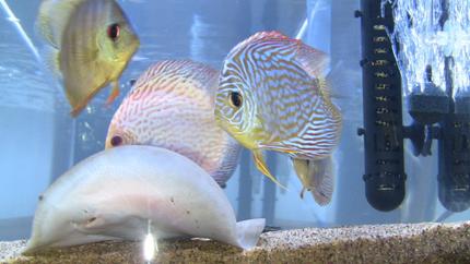 freshwater fish - symphysodon sp. - snakeskin discus stocking in 75 gallons tank
