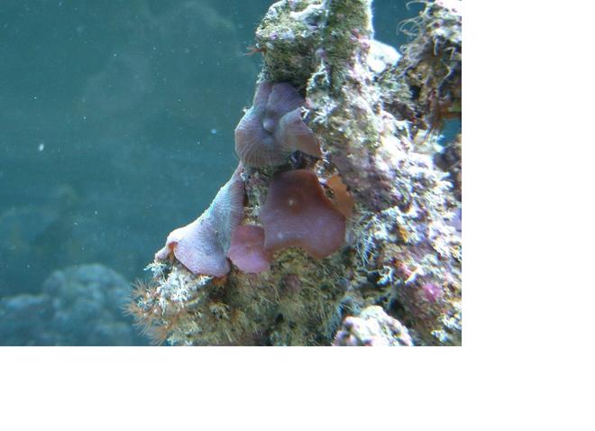 corals inverts - actinodiscus sp. - red mushroom stocking in 55 gallons tank - they look cool my blue shrooms.