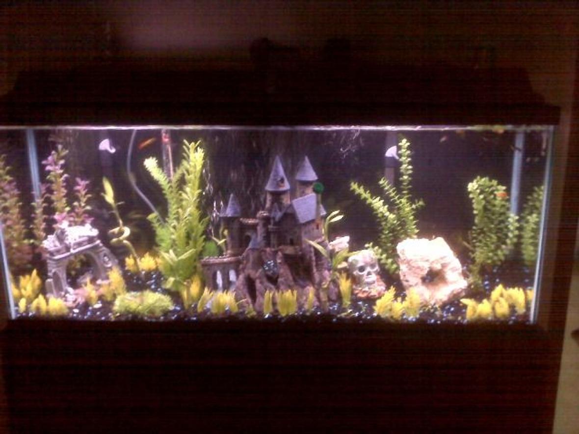 55 gallons freshwater fish tank (mostly fish and non-living decorations) - 55 Gallon Guppy Tank. Dual Bio-Wheel Filters Hydor Heater Toufa Stone, Bamboo, and other live plants. Lemon Guppies, Half Blacks, Endlers Live Bearers.