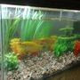 6 gallons freshwater fish tank (mostly fish and non-living decorations) - another view