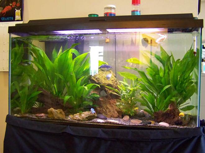 38 gallons planted tank (mostly live plants and fish) - 45 Gallon Freshwater Planted Tank. Java Fern and Anubis. Species mostly Gouramis and Rainbow Fish.