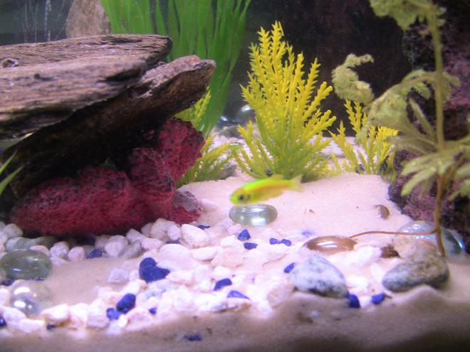 freshwater fish - glofish stocking in 29 gallons tank - my glofish!