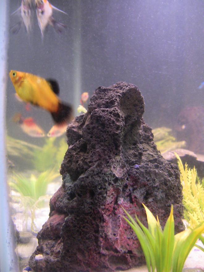 freshwater fish - xiphophorus maculatus - platy stocking in 29 gallons tank - platy