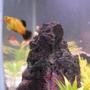 freshwater fish - xiphophorus maculatus - platy stocking in 29 gallons tank - platy
