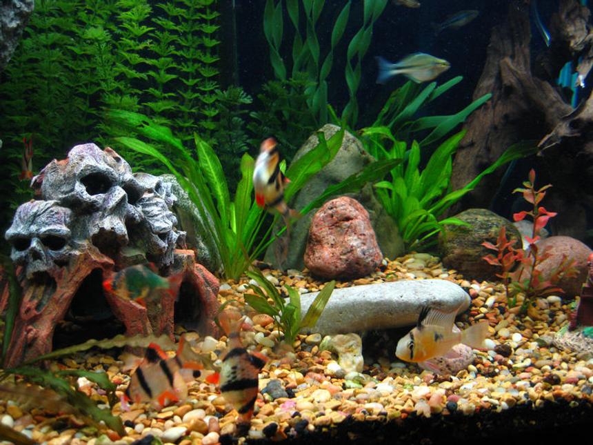 Rated #1882: Freshwater Fish - Puntius Tetrazona - Tiger Barb Stocking In 65 Gallons Tank - The caves, Bolivian Rams and ever playful Tiger Barbs.