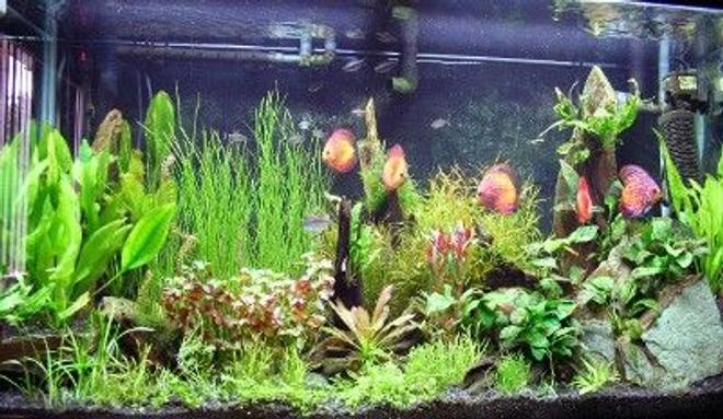 90 gallons freshwater fish tank (mostly fish and non-living decorations) - discus tank
