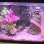 6 gallons freshwater fish tank (mostly fish and non-living decorations) - Fish Tank Pink
