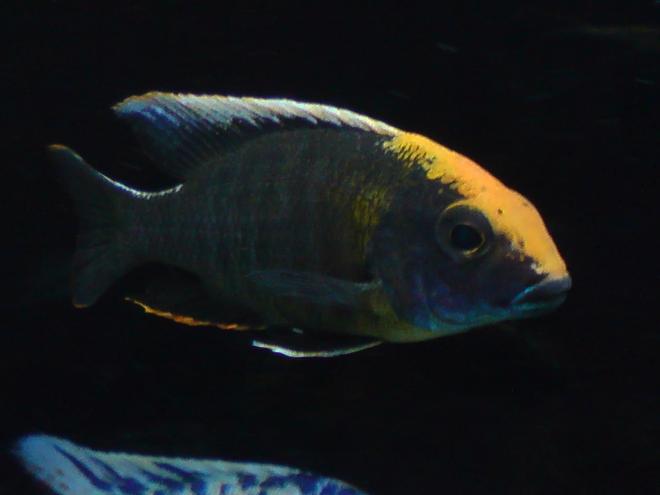 freshwater fish - aulonocara maylandi - sulphur head peacock stocking in 100 gallons tank - Aulonocara Maylandi