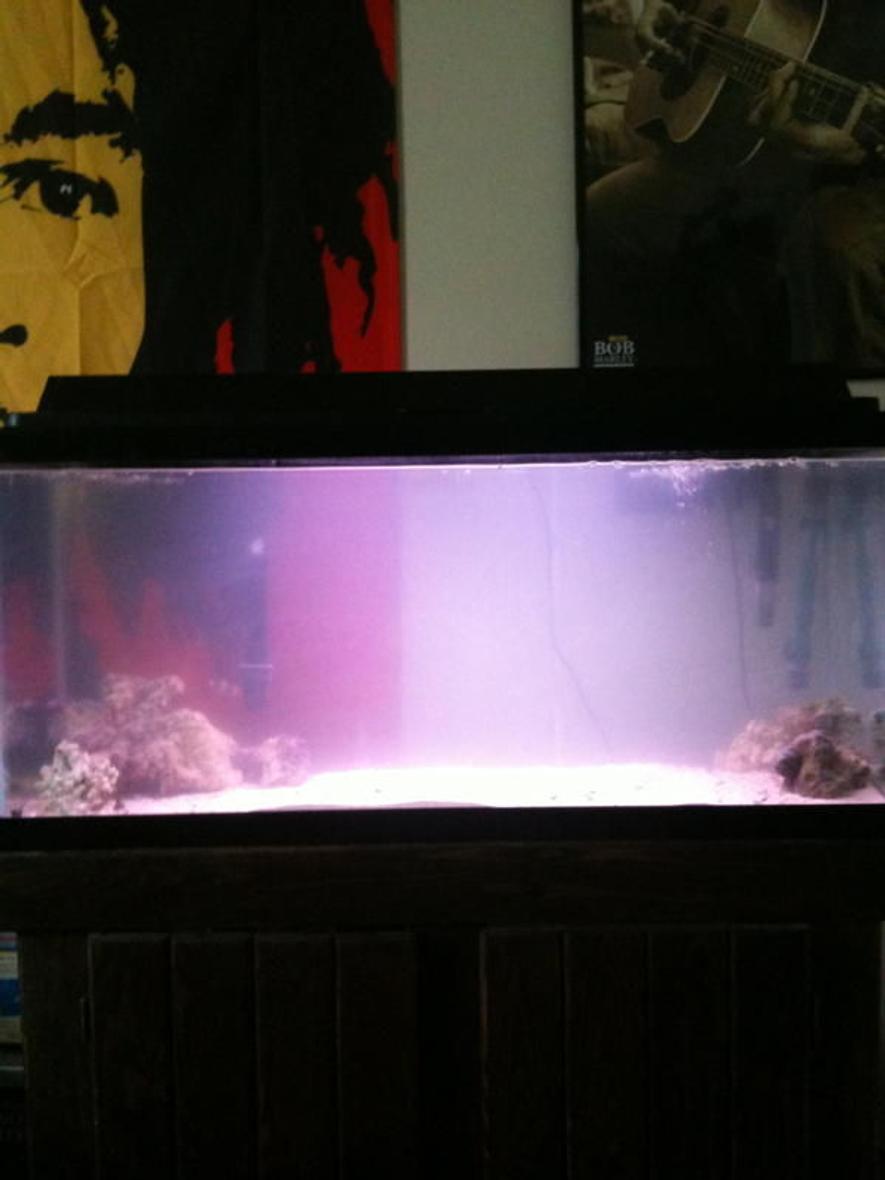 Rated #51: 40 Gallons Saltwater Fish Tank - *Old picture, updated tank picture very soon!