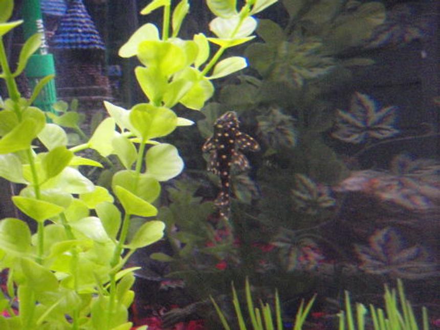 Rated #216: Freshwater Fish - Peckoltia Sp. - Snowball Pleco (l-102) Stocking In 36 Gallons Tank - Snowball Pleco