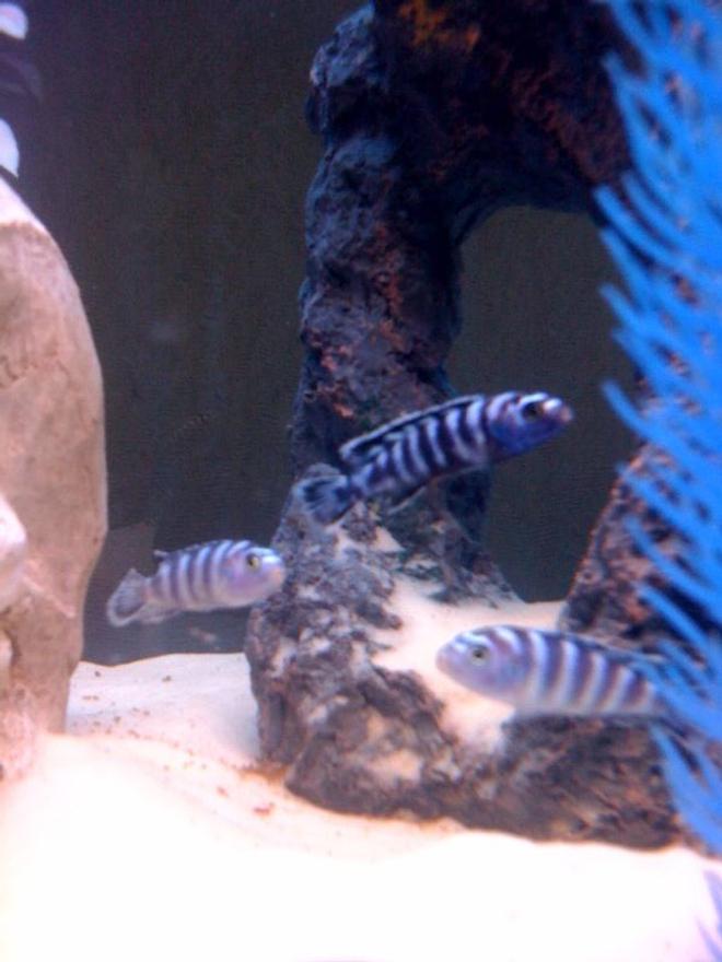 freshwater fish - pseudotropheus demasoni - demasoni cichlid stocking in 55 gallons tank - Baby Demasoni