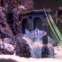 freshwater fish - metriaclima lombardoi - kenyi cichlid stocking in 55 gallons tank - african