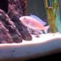 freshwater fish - pseudotropheus socolofi (albino) - albino socolofi stocking in 55 gallons tank - whitey