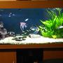 55 gallons planted tank (mostly live plants and fish) - My Tank from the front