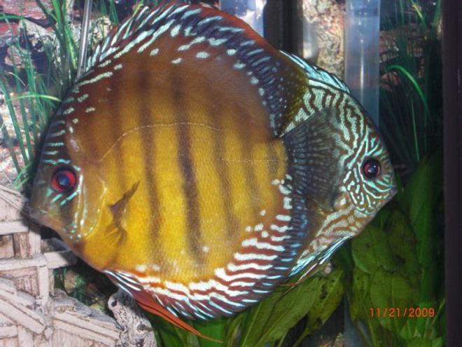 freshwater fish - blue turquoise discus stocking in 55 gallons tank - my blue Turquoise Discus and one of my wild discus