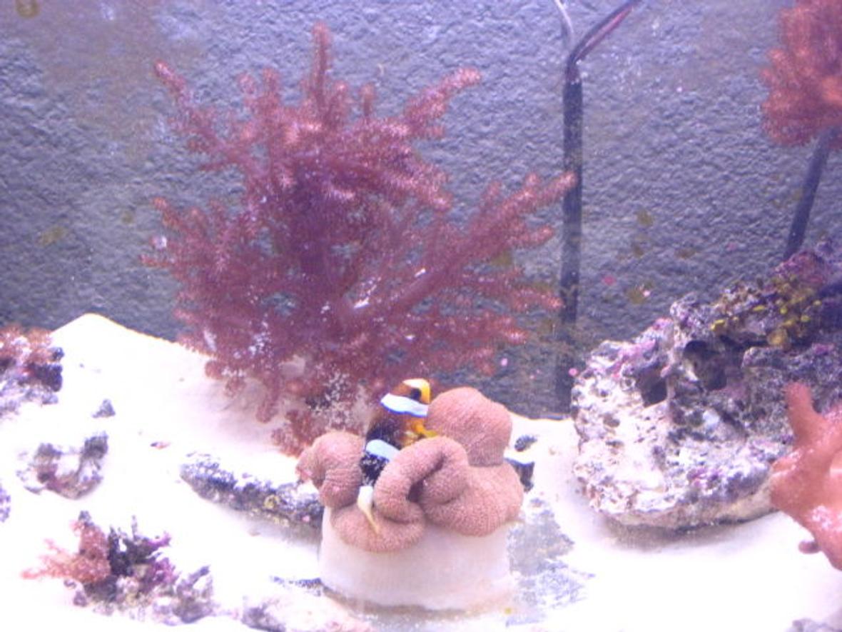 saltwater fish - amphiprion clarkii - clarkii clownfish stocking in 90 gallons tank - fish a home