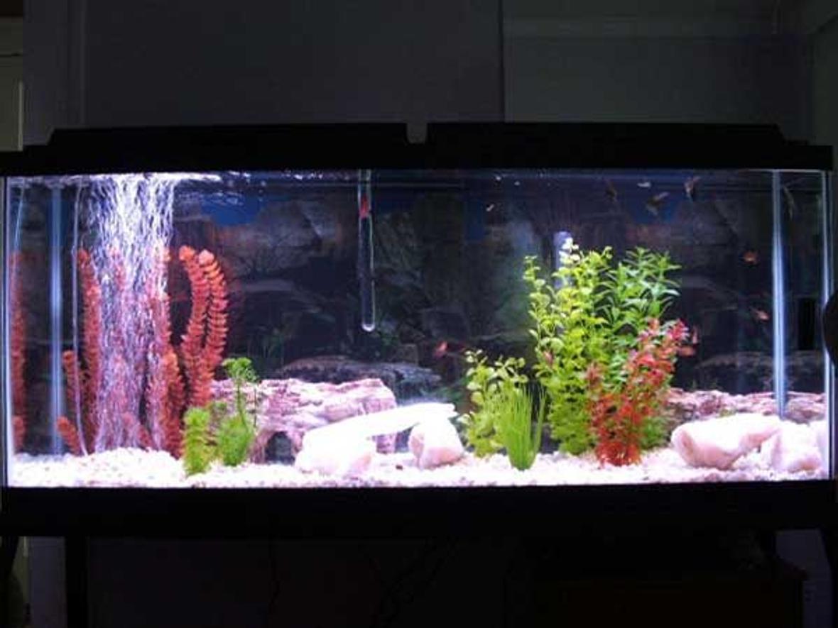 55 gallons freshwater fish tank (mostly fish and non-living decorations) - full picture of my tank, sorry it is taken with a cell phone