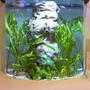 5 gallons freshwater fish tank (mostly fish and non-living decorations) - fjh