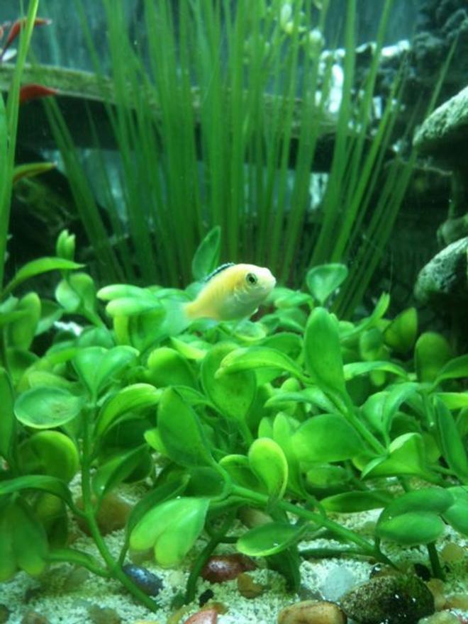 75 gallons freshwater fish tank (mostly fish and non-living decorations) - Very young labidochromis caeruleus Yellow Labido.