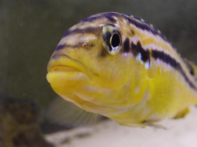 freshwater fish - melanochromis auratus - auratus cichlid stocking in 55 gallons tank - Golden Cichlid  
Melanochromis Auratas female