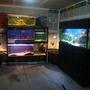 fish tank picture - my cichlid fish room
