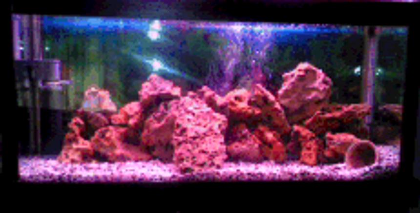 Rated #3577: 84 Gallons Freshwater Fish Tank - 4 ft long, 2 1/2 ft wide and 20 cm high. only rock work and one pink light. many caves and hiding places for the fish. 1 male and 1 female green terrors which have spawned 4 times with 500 eggs each time.