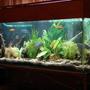 10 gallons freshwater fish tank (mostly fish and non-living decorations) - my tank is awesome