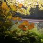 fish tank picture - Ludwigia and Duckweed